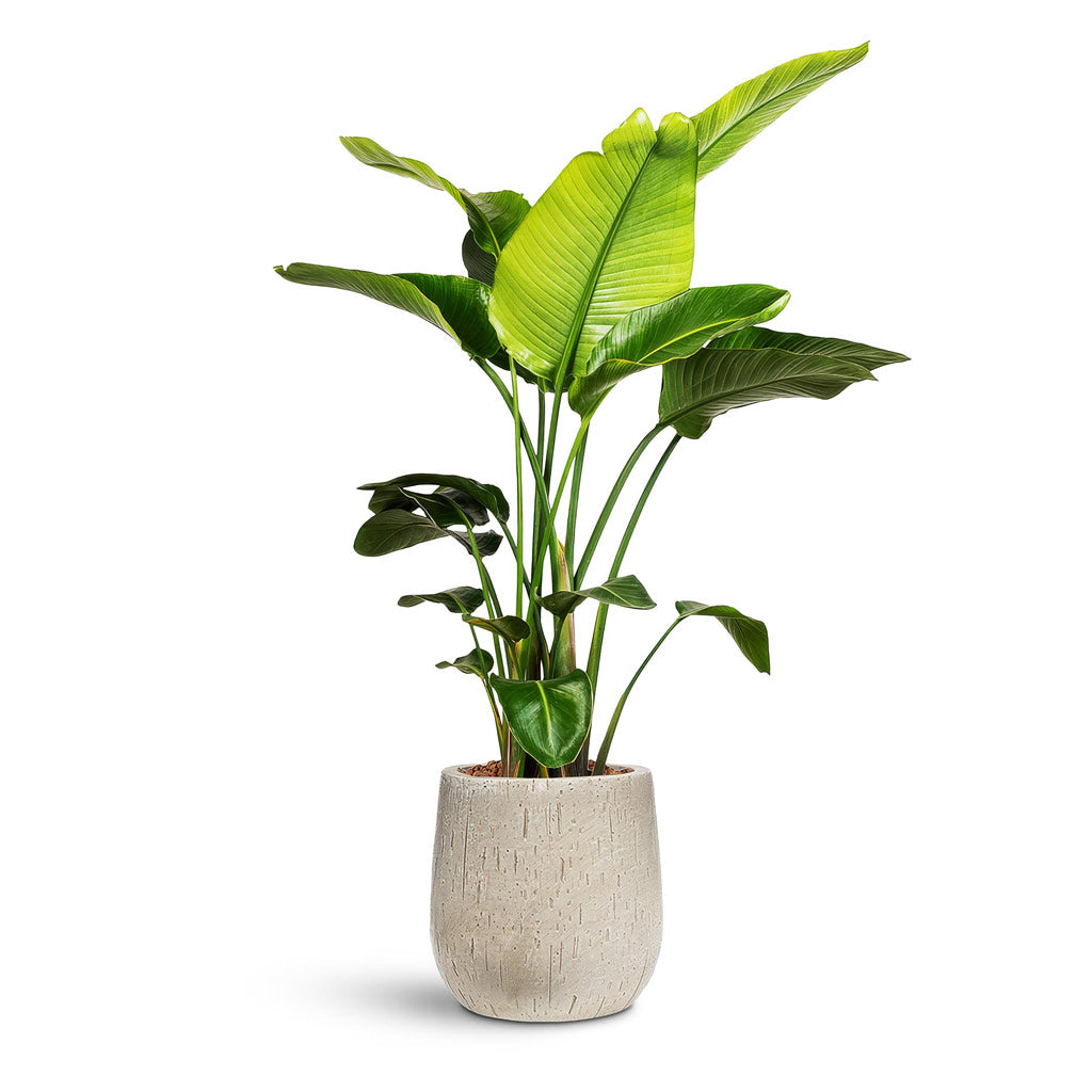 Raindrop Couple Balloon Planter - Large Plant Display