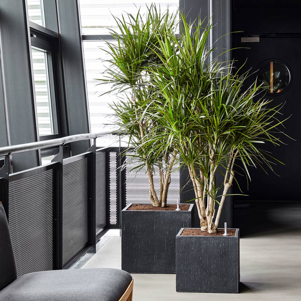 Raindrop Cube Planter - Anthracite