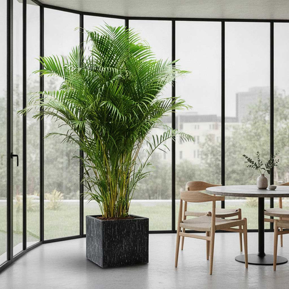 Chrysalidocarpus - Areca Palm - HydroCare in Raindrop Cube Planter - Anthracite