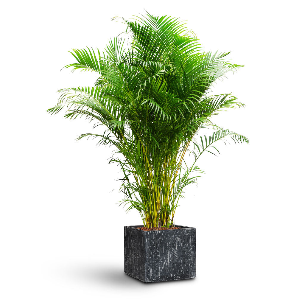Raindrop Cube Planter - Large Plant Display