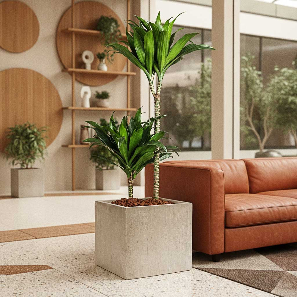 Dracaena fragrans Compacta - Multi Stem in Raindrop Cube Planter - Stone