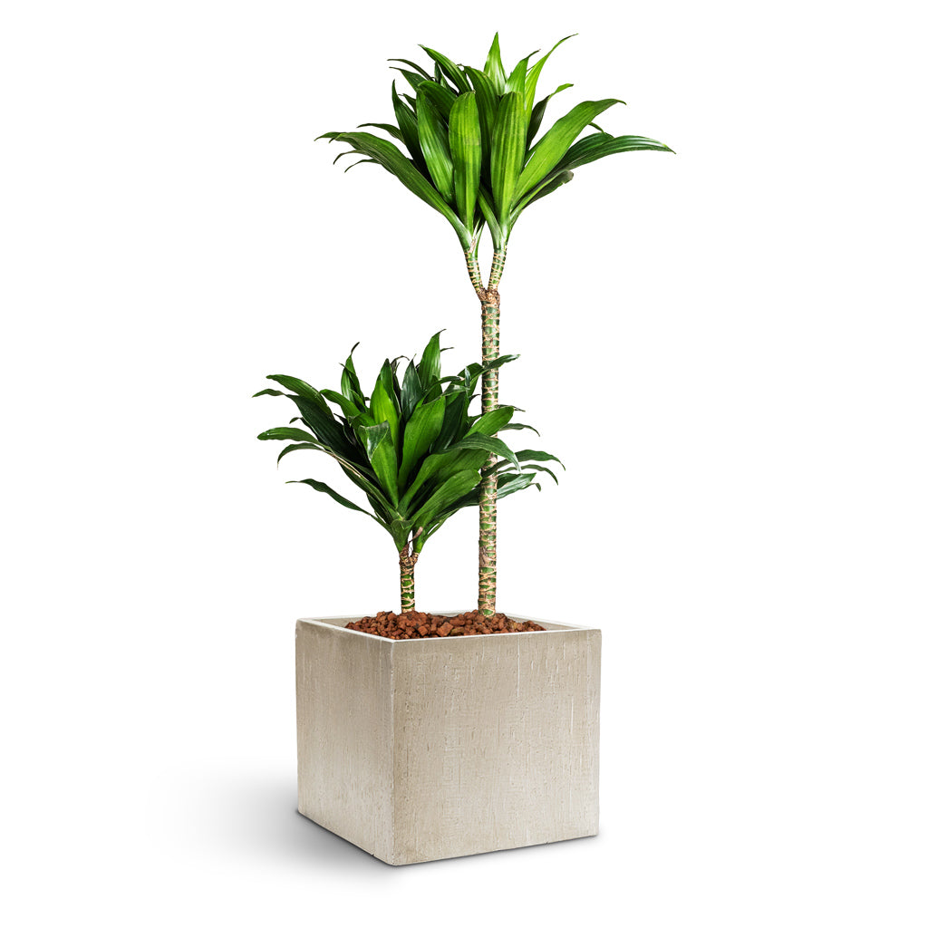 Raindrop Cube Planter - Large Plant Display