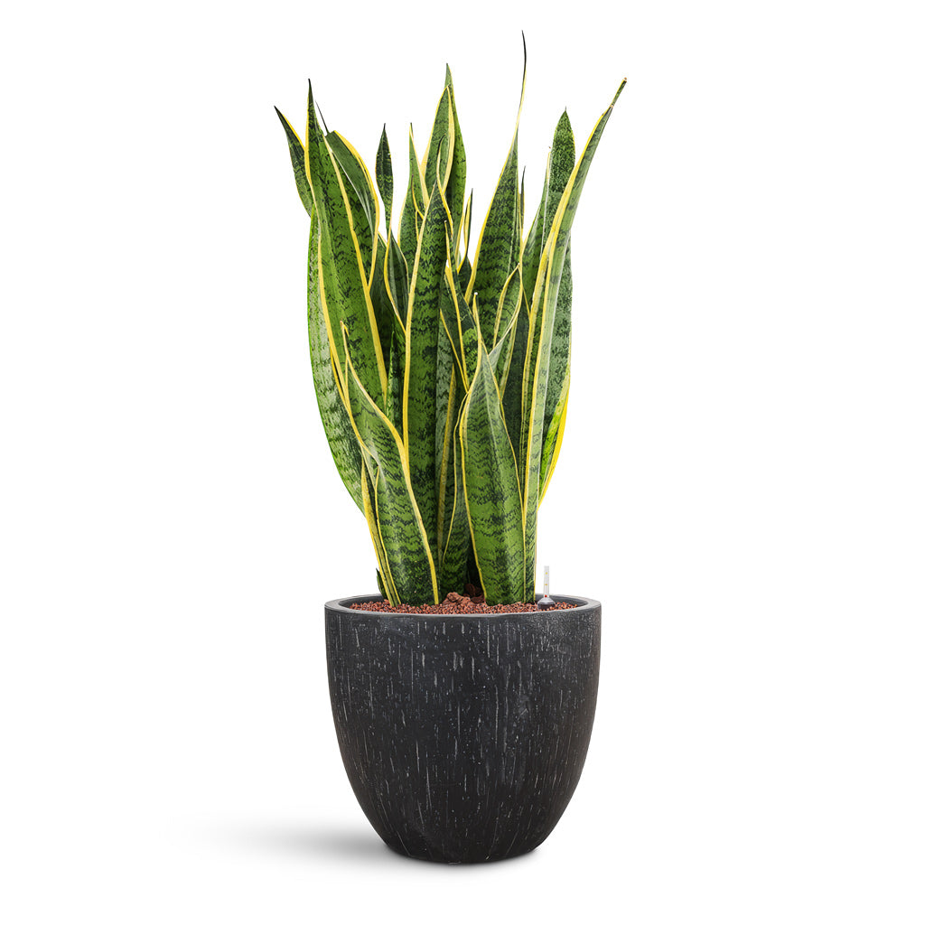Raindrop Egg Planter - Large Plant Display