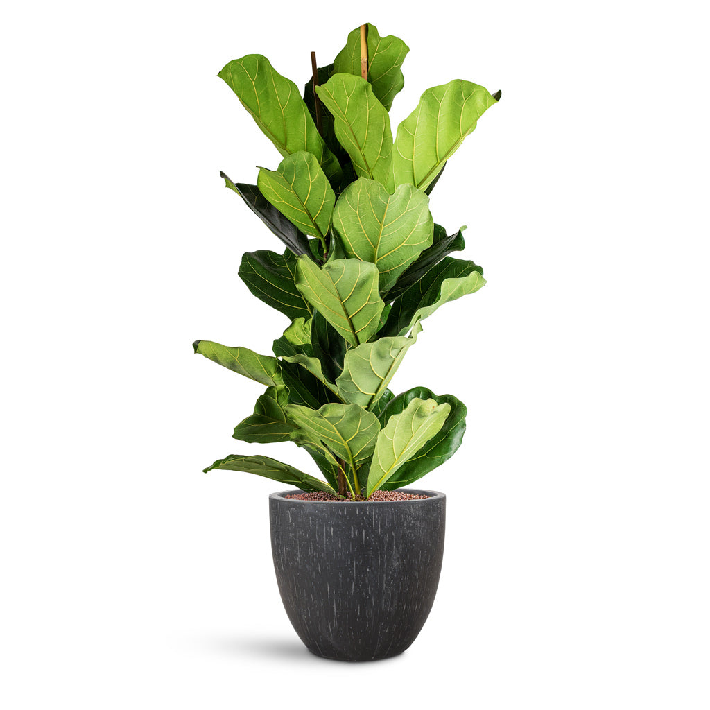 Raindrop Egg Planter - XL Plant Display