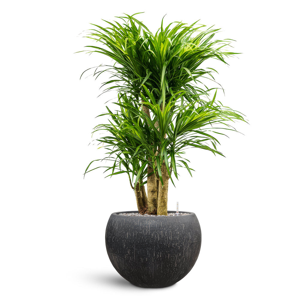 Raindrop Globe Planter - Large Plant Display