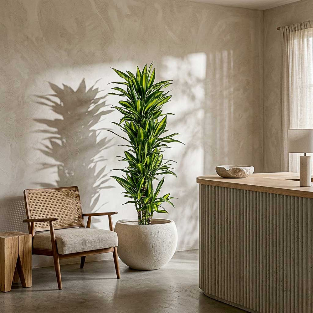 Dracaena Cintho - Branched -HydroCare - 18/19x100cm in Raindrop Globe Planter - Stone - 42x30cm