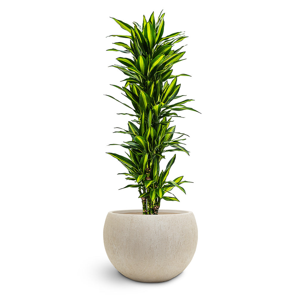Raindrop Globe Planter - XL Plant Display