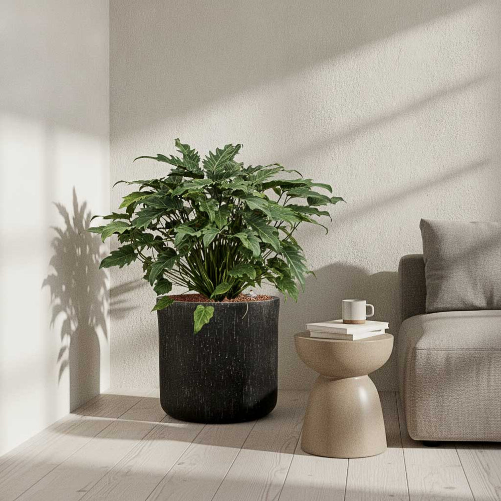 Philodendron in Raindrop Round Planter - Anthracite