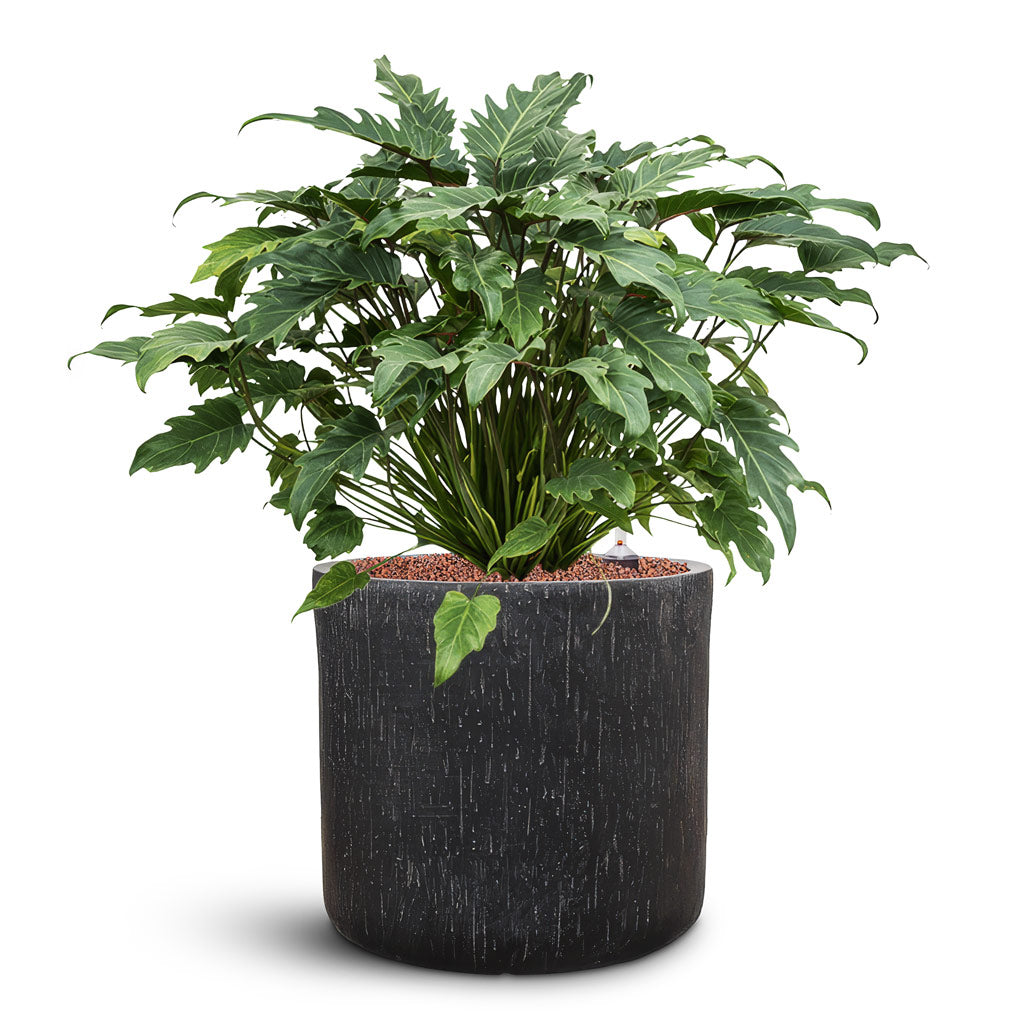 Raindrop Round Planter - Large Plant Display