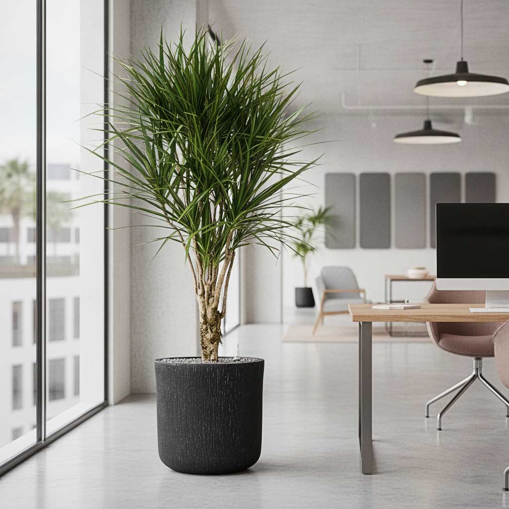 Dracaena in Raindrop Round Planter - Anthracite