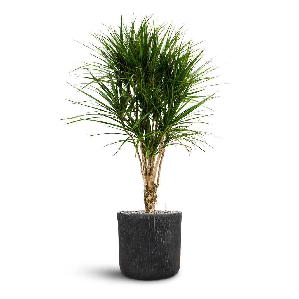 Raindrop Round Planter - XL Plant Display
