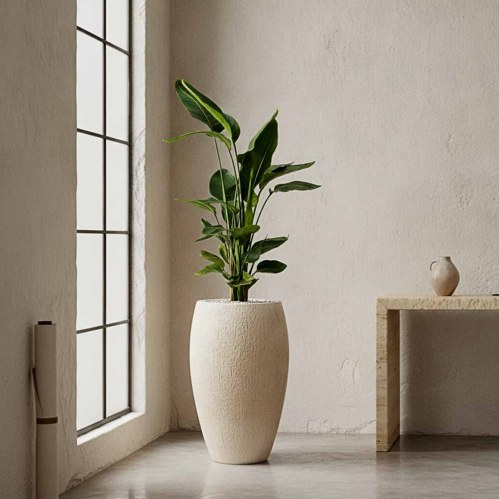 Strelitzia nicolai - Bird of Paradise - HydroCare in Raindrop Tall Balloon Planter - Stone