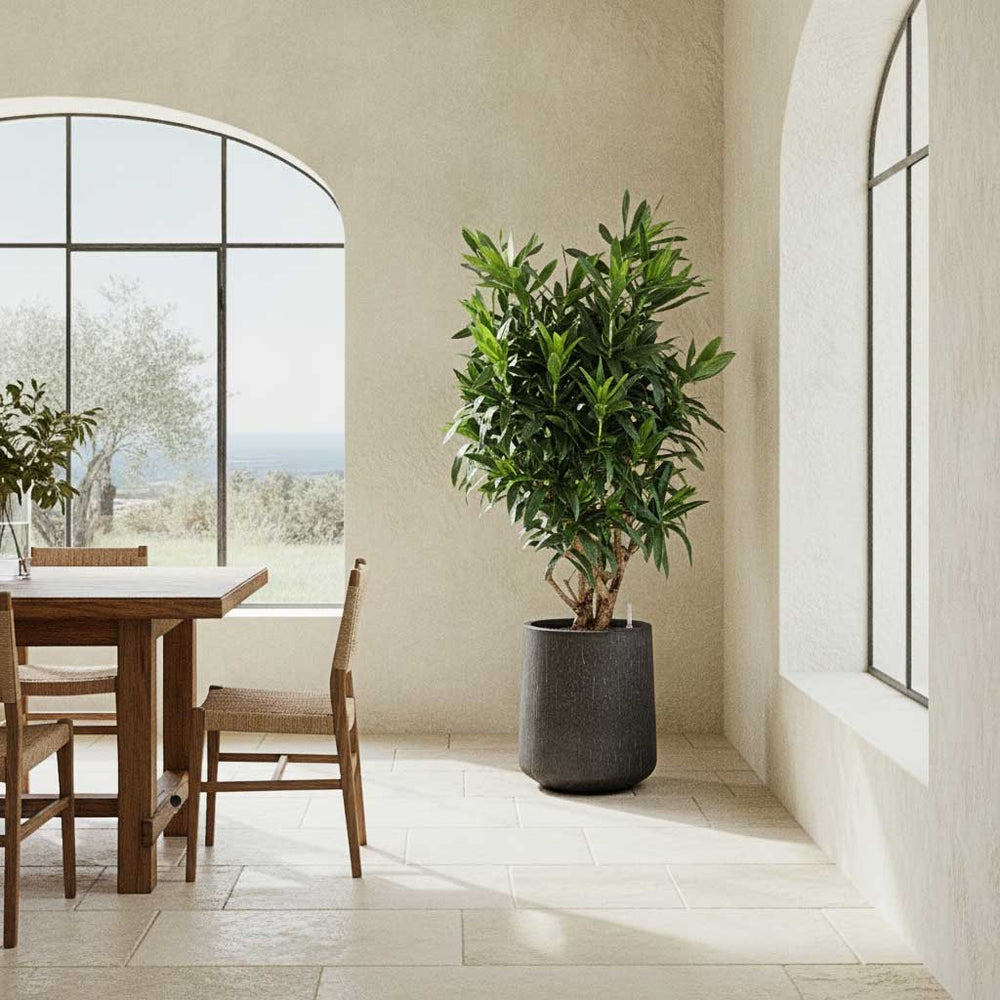 Dracaena in Raindrop Tube High Round Planter - Anthracite