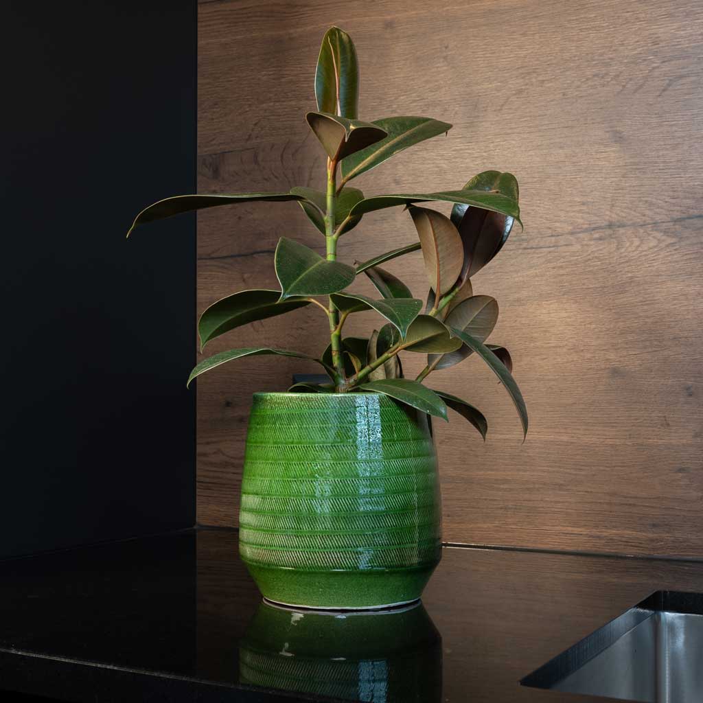 Remi Plant Pot - Green & Ficus Elastica - Rubber Plant