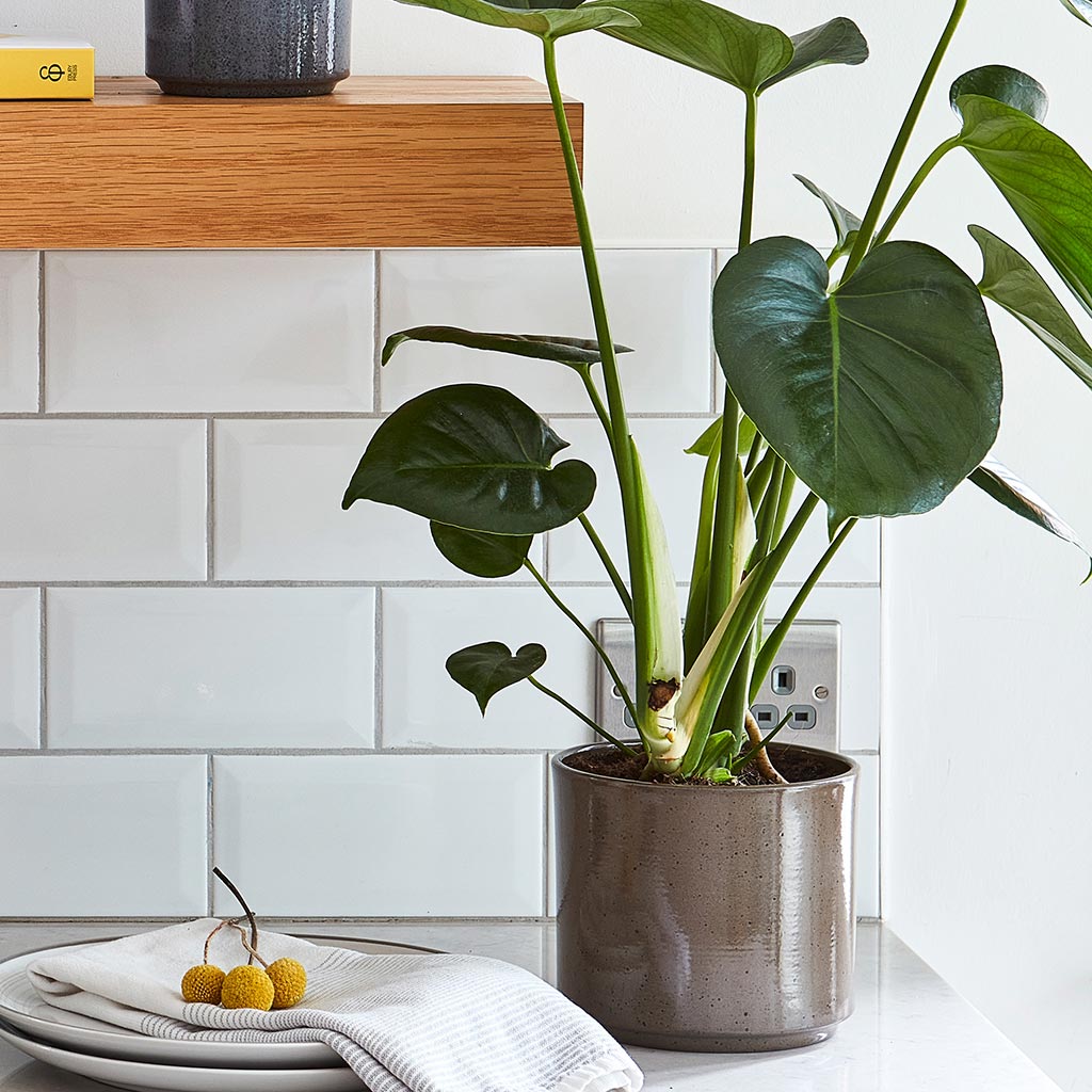 Remmi Glaze Plant Pot - Mocha & Monstera