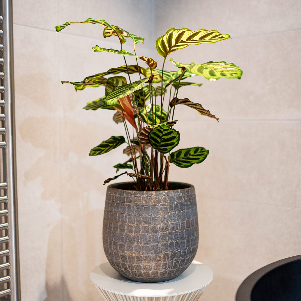 Calathea In Renzo Plant Pot Shiny Slate 