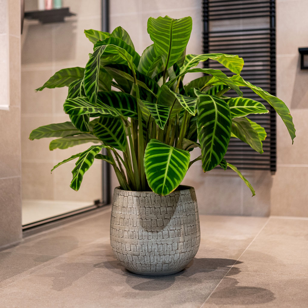 Calathea Zebrina In Renzo Plant Pot Sand 