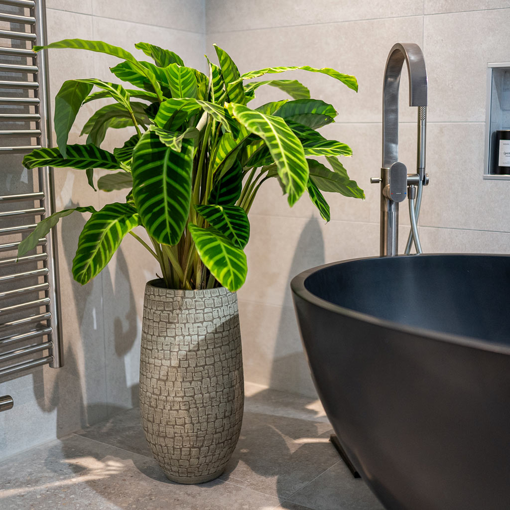 Calathea Zebrina In Renzo Sand Vase
