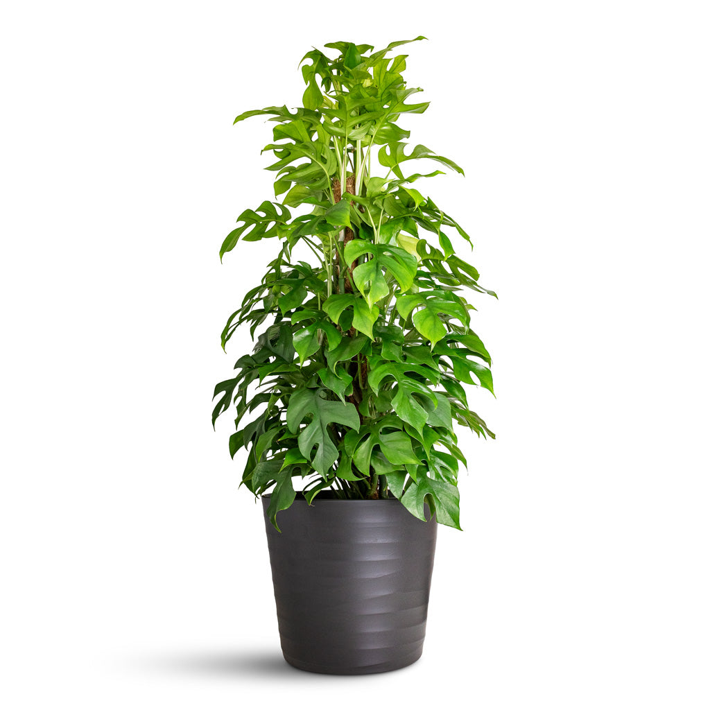 Rhaphidophora Monstera minima Moss Pole Oslo Pot Anthracite 