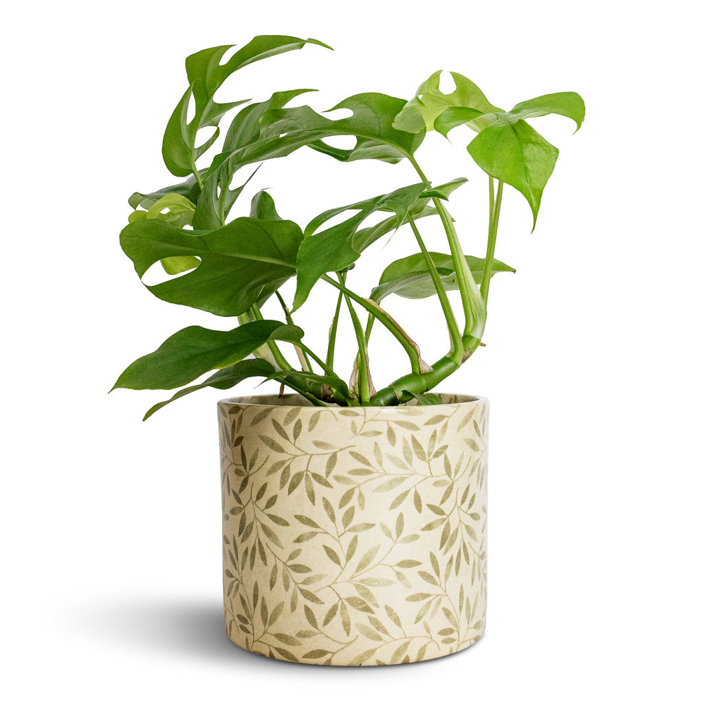 Rhaphidophora tetrasperma - Monstera minima & Lazzaro Plant Pot - Sage Foliage