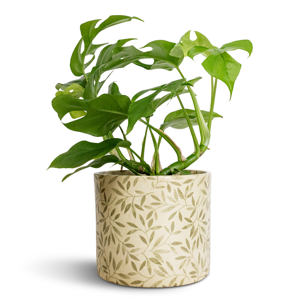 monstera minima plant care Rhaphidophora tetrasperma - Monstera minima Houseplants | Hortology