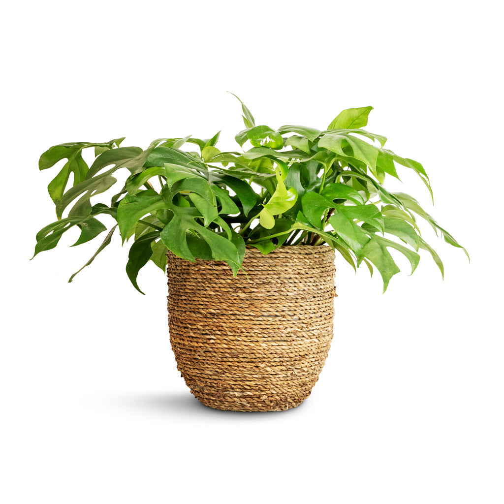 Rhaphidophora tetrasperma - Monstera minima & Cody Plant Pot - Straw Grass