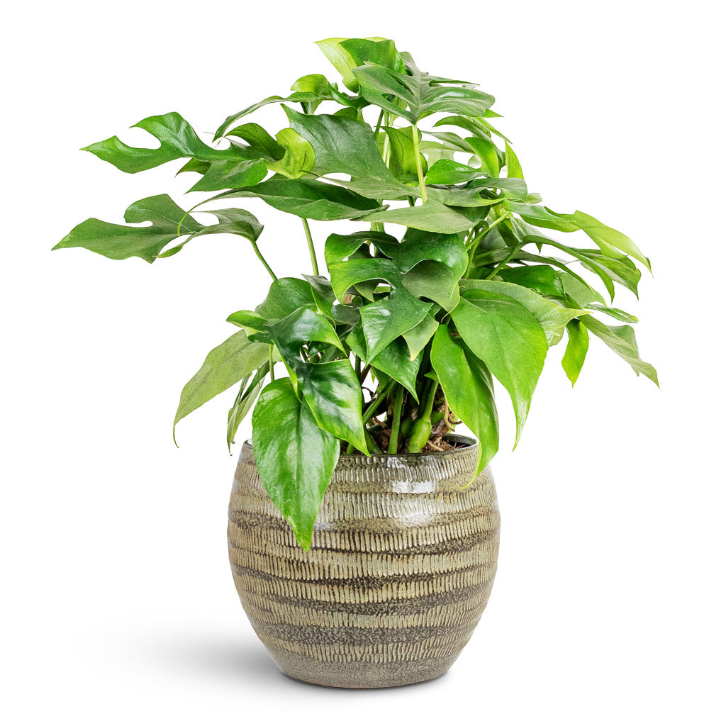 Rhaphidophora tetrasperma Monstera minima 15x25cm House Plant In Manuel Pot Shiny Thyme 20x17cm
