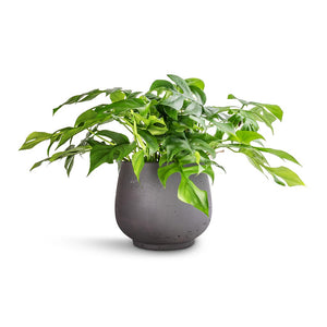Rhaphidophora tetrasperma - Monstera minima & Mini Pixie Plant Pot - Black Washed