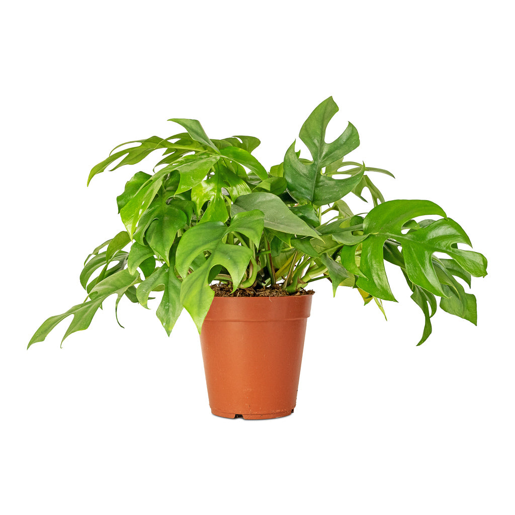 philodendron minima vs monstera minima Rhaphidophora tetrasperma - Monstera minima Houseplants | Hortology