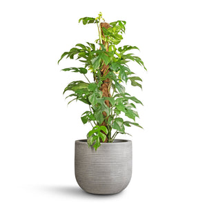 Rhaphidophora tetrasperma - Monstera minima - Moss Pole & Cody Plant Pot - Ridged Cement