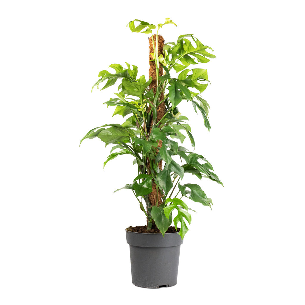 split leaf philodendron moss pole Rhaphidophora tetrasperma - Monstera minima - Moss Pole | Hortology