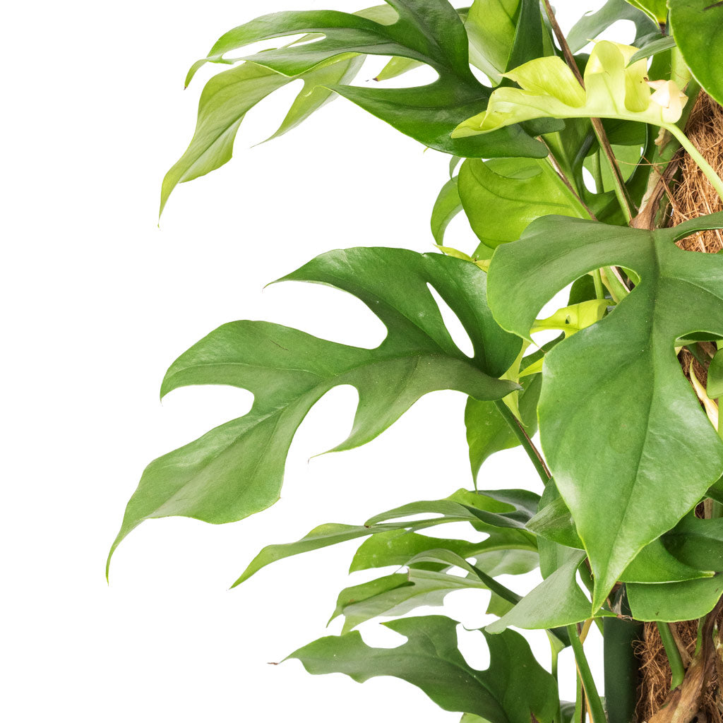 Rhaphidophora tetrasperma - Monstera minima - Moss Pole & Cody Plant Pot - Ridged Cement