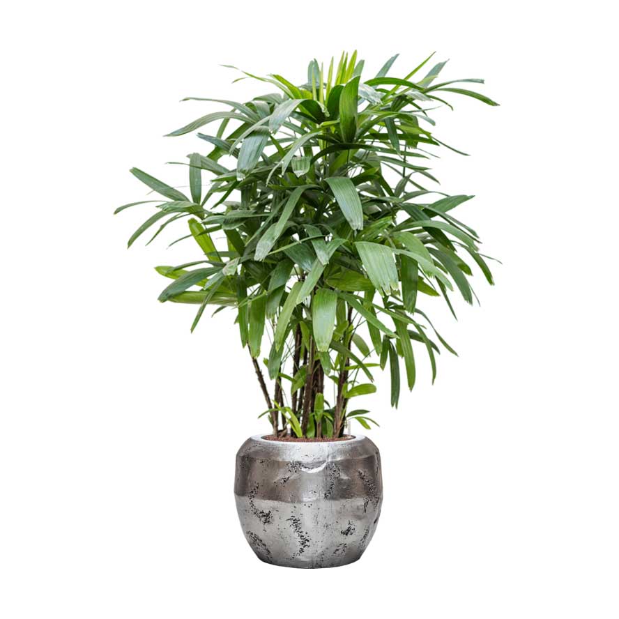 Rhapis excelsa - Lady Palm - Hydroculture & Opus Hammered Globe Planter - Silver