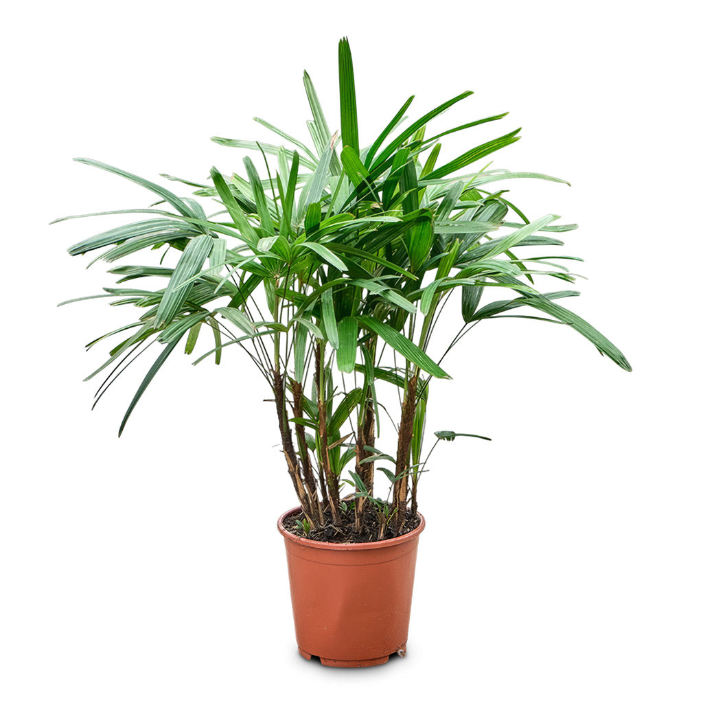 Rhapis excelsa Lady Palm 21x70cm