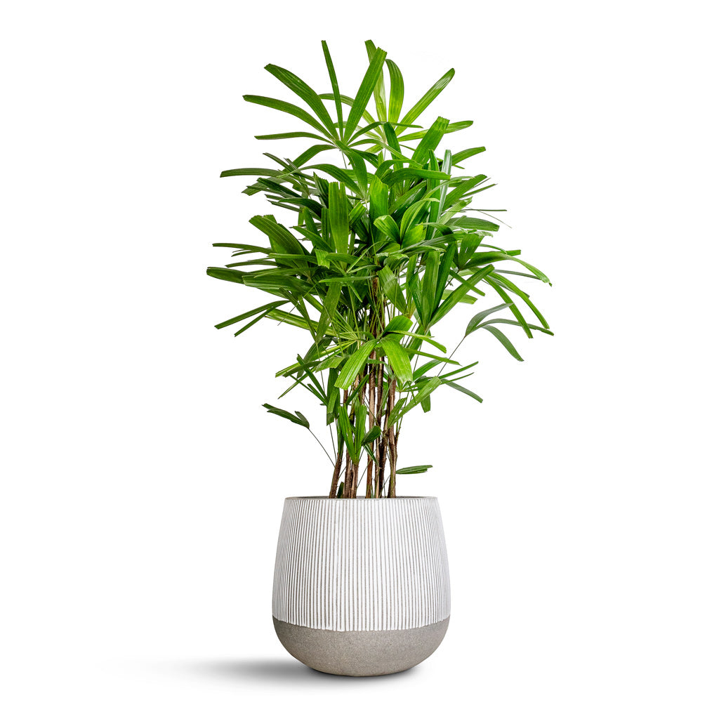 Rhapis excelsa - Lady Palm & Pax Plant Pot - Ridged White Stripe