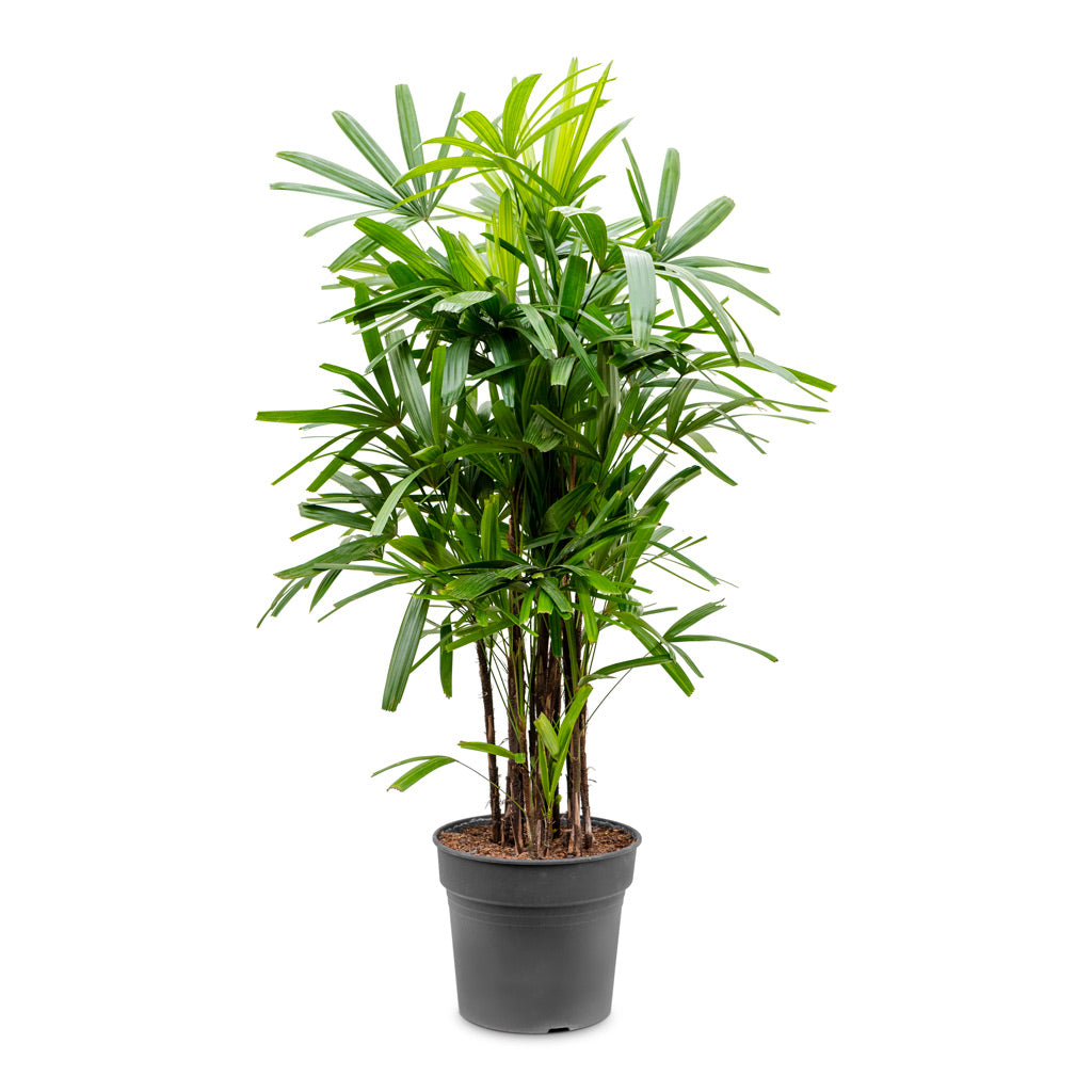 Rhapis excelsa - Lady Palm - 34 x 160cm