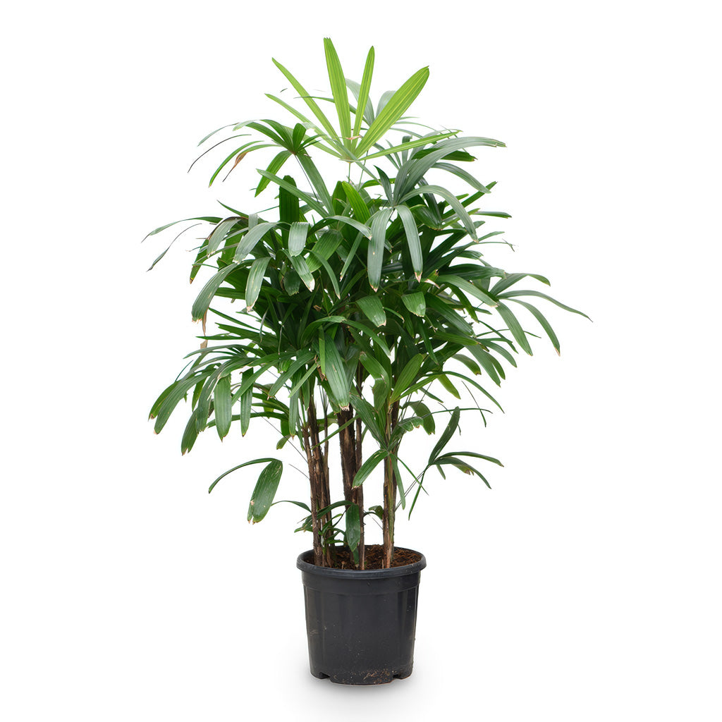 Rhapis excelsa Lady Palm 36x140cm