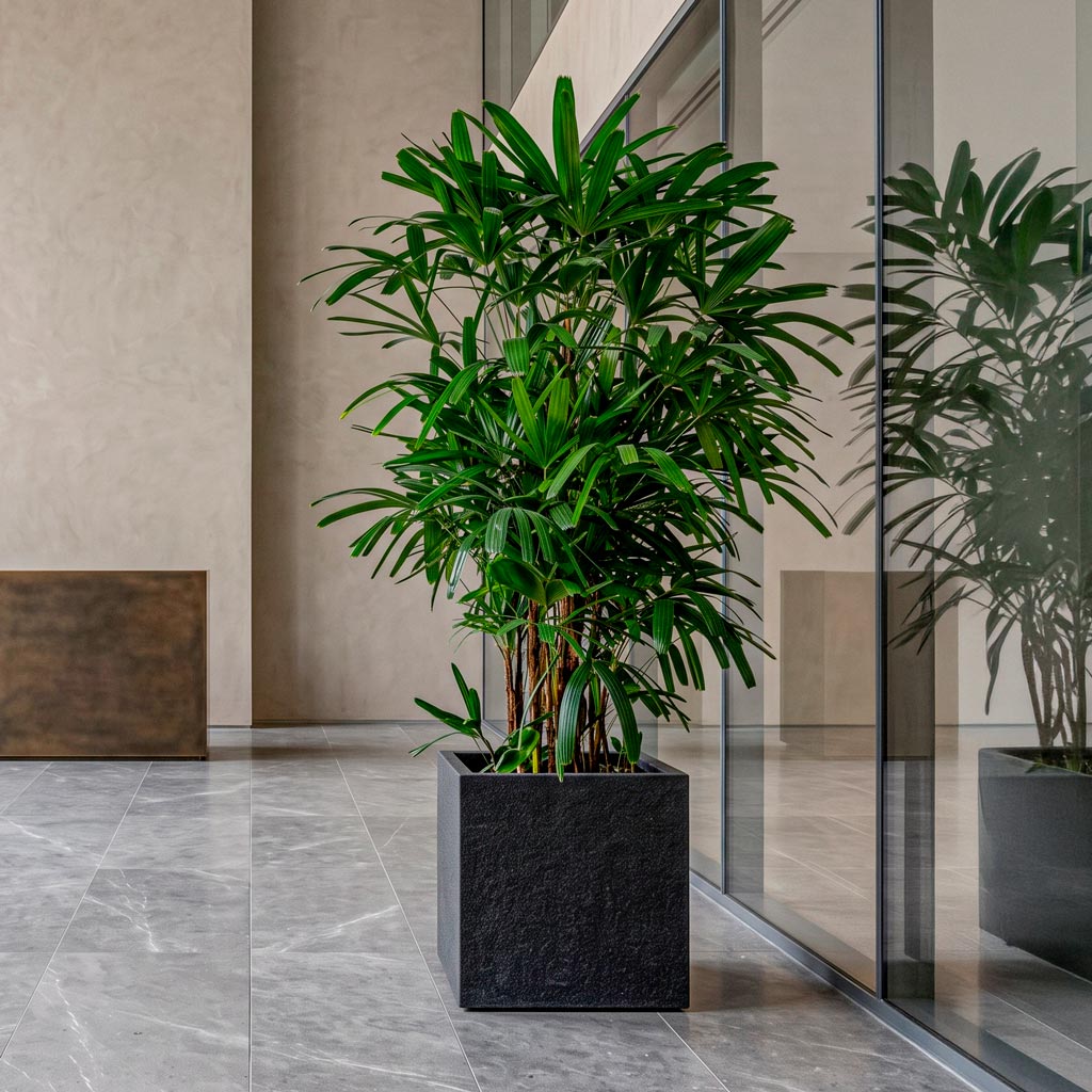 Rhapis excelsa Lady Palm 40x200cm house plant in Block Granite Planter Midnight Black 50x50x50cm pot placed in a reception lobby