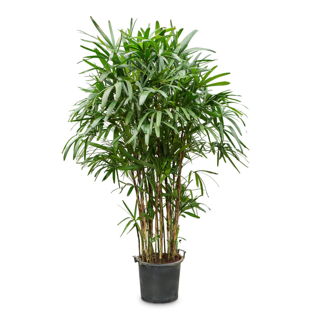 Rhapis excelsa Lady Palm 40x200cm