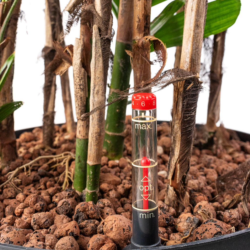 Rhapis excelsa Lady Palm Hydroculture Indoor Plant