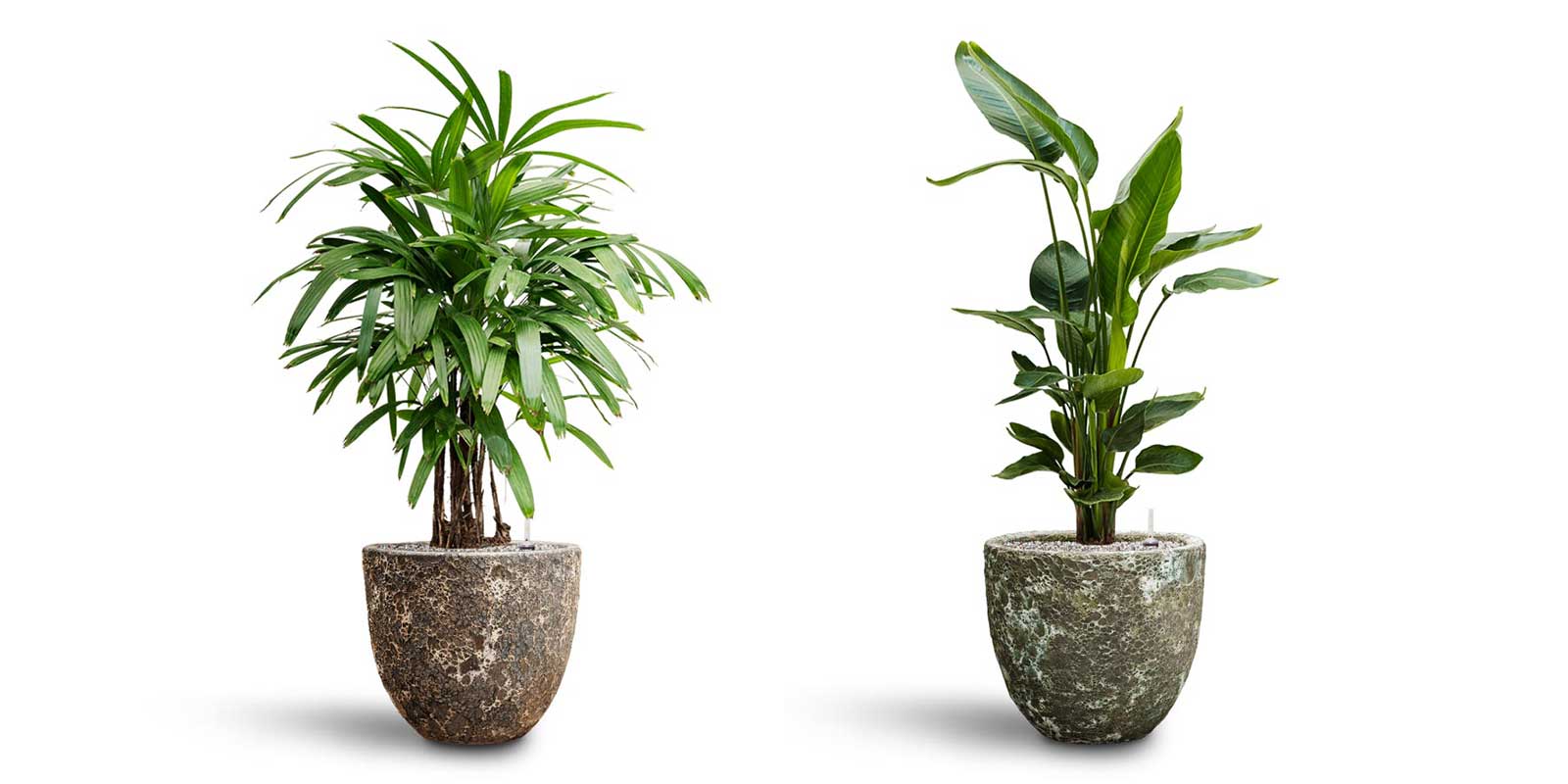 Rhapis Excelsa Lady Palm Strelizia Lava Couple Planters
