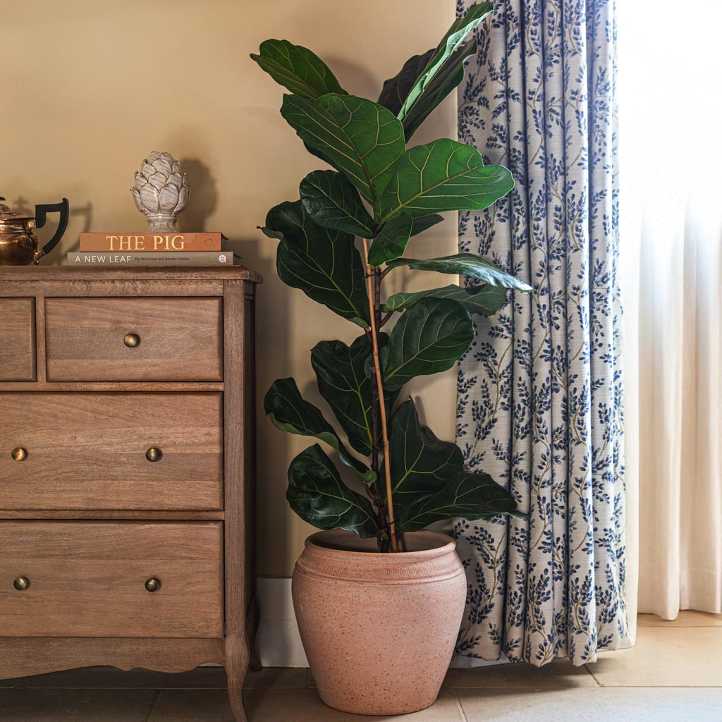 Ficus Lyrata In Rhea Plant Pot Terracotta