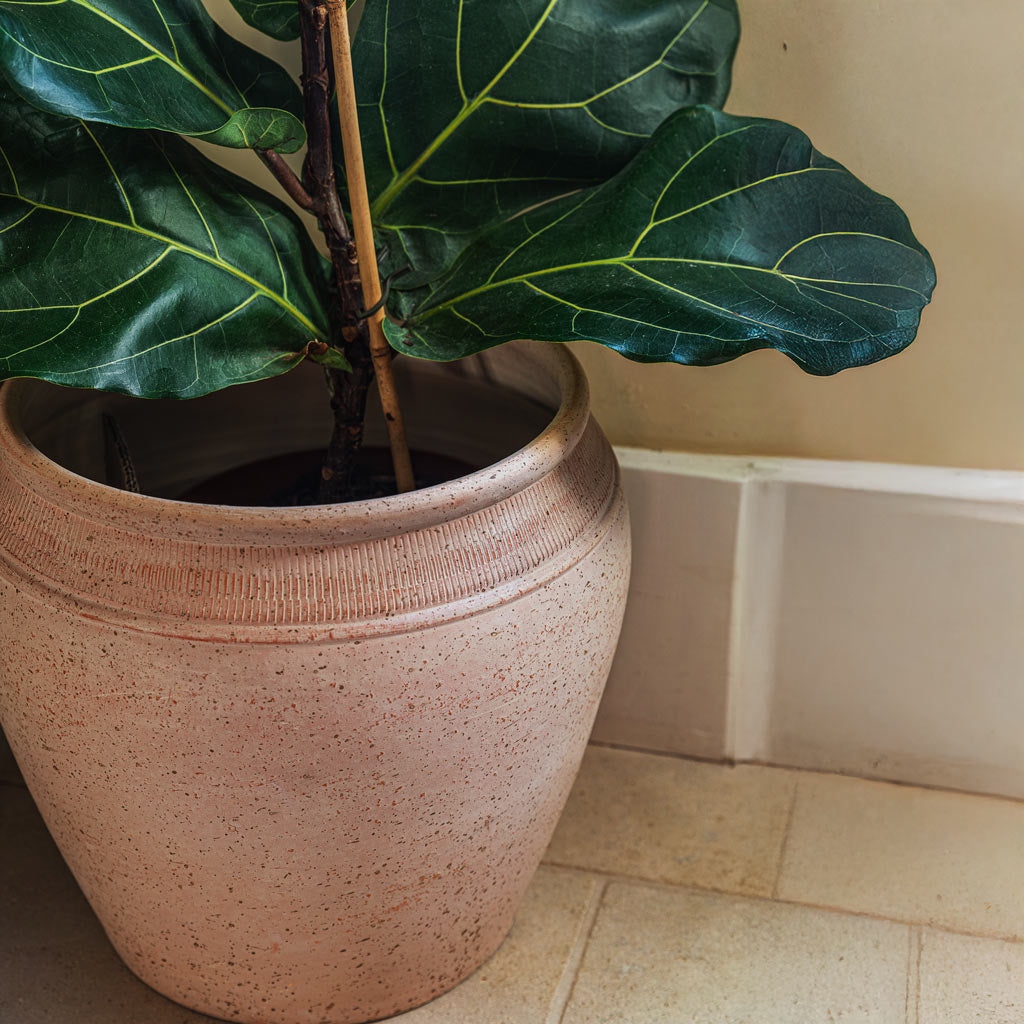 Close Up Of Ficus Lyrata In Rhea Plant Pot Terracotta