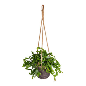 Rhipsalis crispata - Mistletoe Cactus & Igmar Hanging Plant Basket - Grey