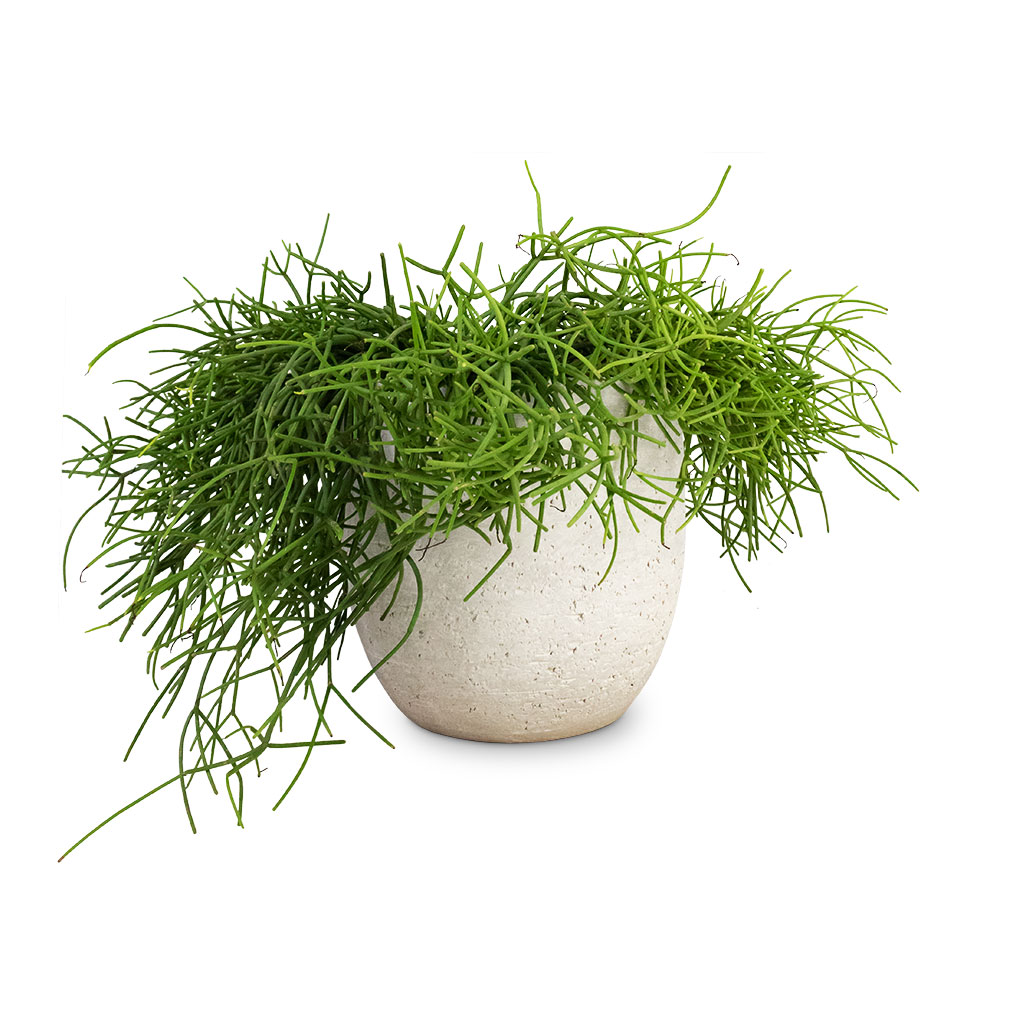 Rhipsalis heteroclada - Mistletoe Cactus & Cas Plant Pot - Cool Grey