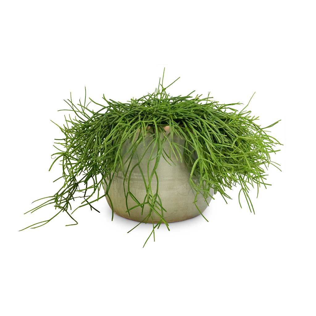 Rhipsalis heteroclada - Mistletoe Cactus & Iris Plant Pot - Mint