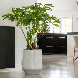 Ridged Tall Harith Plant Pot - White Stripe & Philodendron