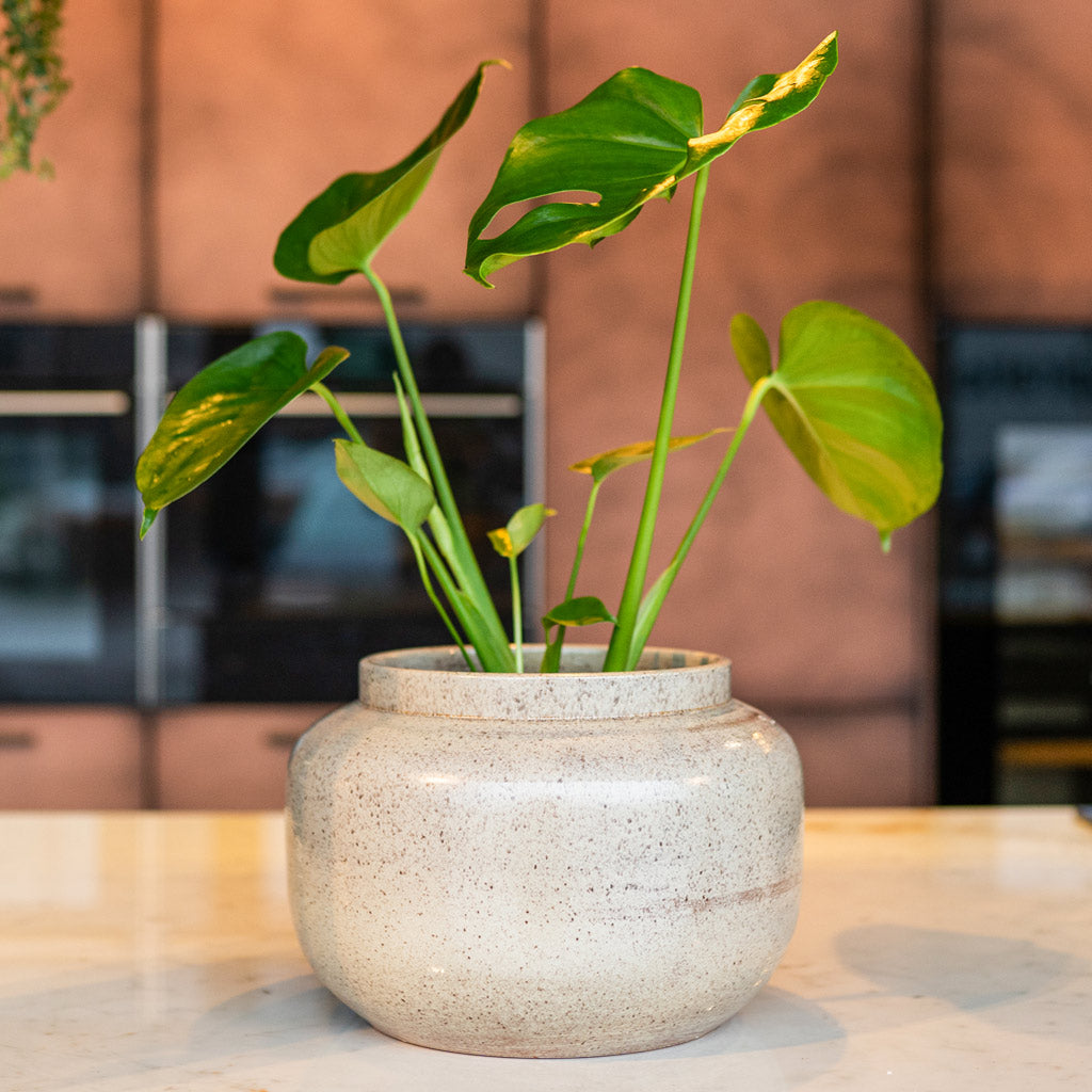 Monstera Deliciosa In Rocky Latte