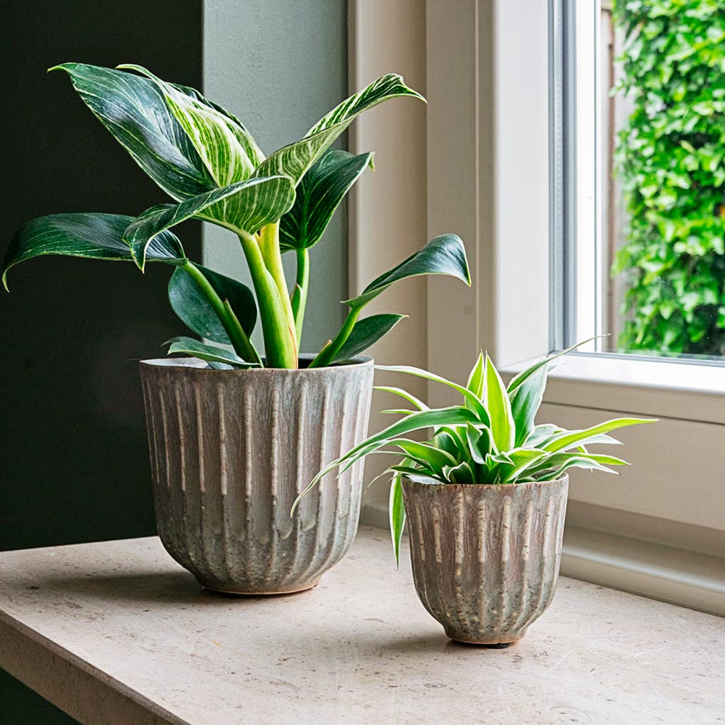 Roger Plant Pot - Powder  with Houseplants