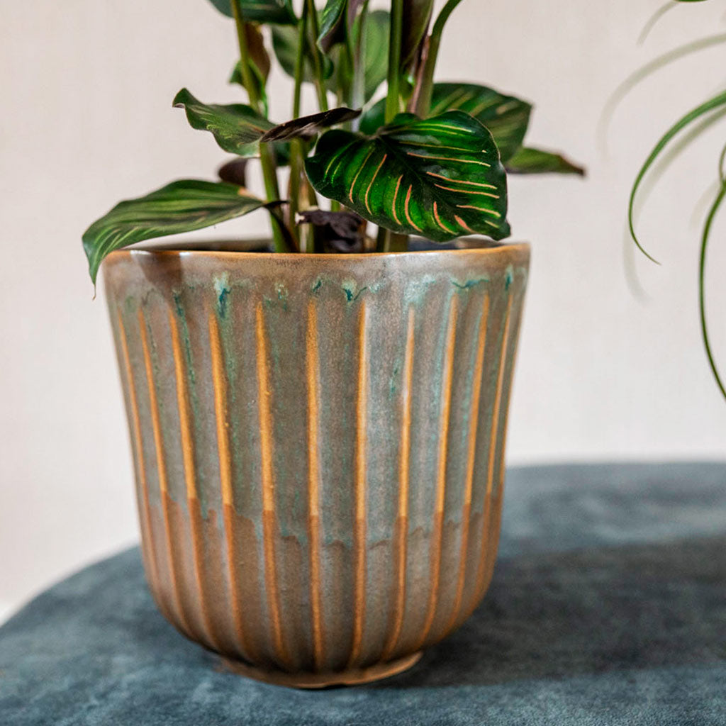 Roger Plant Pot & Houseplant